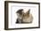 Tabby Kitten, 10 Weeks, and Young Rabbit-Mark Taylor-Framed Photographic Print