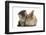 Tabby Kitten, 10 Weeks, and Young Rabbit-Mark Taylor-Framed Photographic Print