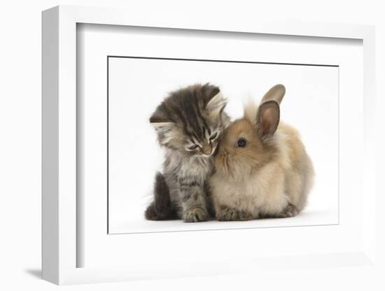 Tabby Kitten, 10 Weeks, and Young Rabbit-Mark Taylor-Framed Photographic Print