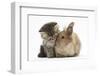 Tabby Kitten, 10 Weeks, and Young Rabbit-Mark Taylor-Framed Photographic Print