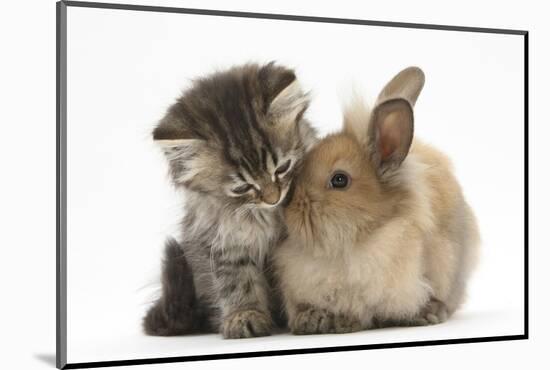 Tabby Kitten, 10 Weeks, and Young Rabbit-Mark Taylor-Mounted Photographic Print