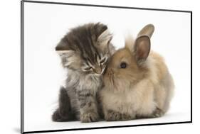 Tabby Kitten, 10 Weeks, and Young Rabbit-Mark Taylor-Mounted Photographic Print