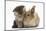 Tabby Kitten, 10 Weeks, and Young Rabbit-Mark Taylor-Mounted Photographic Print