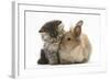 Tabby Kitten, 10 Weeks, and Young Rabbit-Mark Taylor-Framed Photographic Print