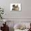 Tabby Kitten, 10 Weeks, and Young Rabbit-Mark Taylor-Photographic Print displayed on a wall