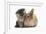 Tabby Kitten, 10 Weeks, and Young Rabbit-Mark Taylor-Framed Photographic Print