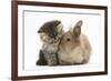 Tabby Kitten, 10 Weeks, and Young Rabbit-Mark Taylor-Framed Photographic Print