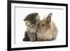 Tabby Kitten, 10 Weeks, and Young Rabbit-Mark Taylor-Framed Photographic Print