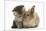 Tabby Kitten, 10 Weeks, and Young Rabbit-Mark Taylor-Mounted Photographic Print