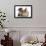 Tabby Kitten, 10 Weeks, and Young Rabbit-Mark Taylor-Framed Photographic Print displayed on a wall