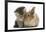 Tabby Kitten, 10 Weeks, and Young Rabbit-Mark Taylor-Framed Photographic Print