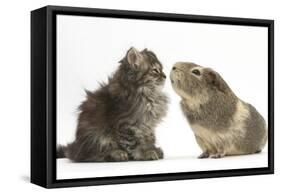 Tabby Kitten, 10 Weeks, with Guinea Pig-Mark Taylor-Framed Stretched Canvas