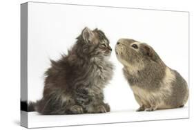 Tabby Kitten, 10 Weeks, with Guinea Pig-Mark Taylor-Stretched Canvas