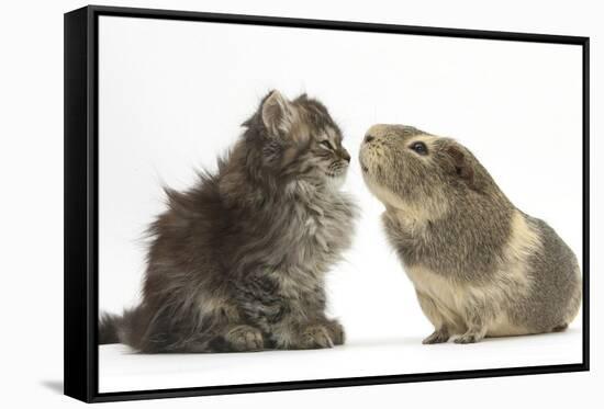 Tabby Kitten, 10 Weeks, with Guinea Pig-Mark Taylor-Framed Stretched Canvas