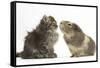 Tabby Kitten, 10 Weeks, with Guinea Pig-Mark Taylor-Framed Stretched Canvas