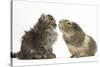 Tabby Kitten, 10 Weeks, with Guinea Pig-Mark Taylor-Stretched Canvas