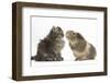 Tabby Kitten, 10 Weeks, with Guinea Pig-Mark Taylor-Framed Premium Photographic Print