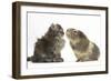 Tabby Kitten, 10 Weeks, with Guinea Pig-Mark Taylor-Framed Photographic Print