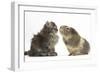 Tabby Kitten, 10 Weeks, with Guinea Pig-Mark Taylor-Framed Photographic Print