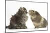 Tabby Kitten, 10 Weeks, with Guinea Pig-Mark Taylor-Mounted Photographic Print