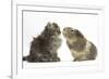 Tabby Kitten, 10 Weeks, with Guinea Pig-Mark Taylor-Framed Photographic Print