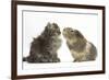Tabby Kitten, 10 Weeks, with Guinea Pig-Mark Taylor-Framed Photographic Print