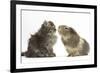 Tabby Kitten, 10 Weeks, with Guinea Pig-Mark Taylor-Framed Photographic Print