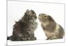 Tabby Kitten, 10 Weeks, with Guinea Pig-Mark Taylor-Mounted Photographic Print