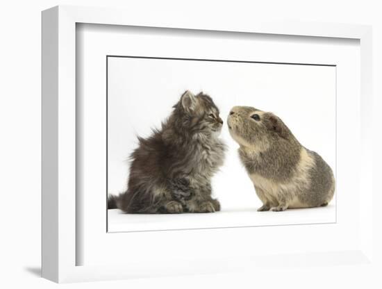 Tabby Kitten, 10 Weeks, with Guinea Pig-Mark Taylor-Framed Photographic Print