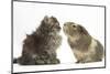 Tabby Kitten, 10 Weeks, with Guinea Pig-Mark Taylor-Mounted Photographic Print