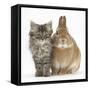 Tabby Kitten, 10 Weeks, with Sandy Netherland-Cross Rabbit-Mark Taylor-Framed Stretched Canvas