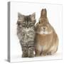 Tabby Kitten, 10 Weeks, with Sandy Netherland-Cross Rabbit-Mark Taylor-Stretched Canvas