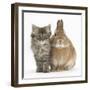 Tabby Kitten, 10 Weeks, with Sandy Netherland-Cross Rabbit-Mark Taylor-Framed Photographic Print