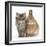 Tabby Kitten, 10 Weeks, with Sandy Netherland-Cross Rabbit-Mark Taylor-Framed Photographic Print