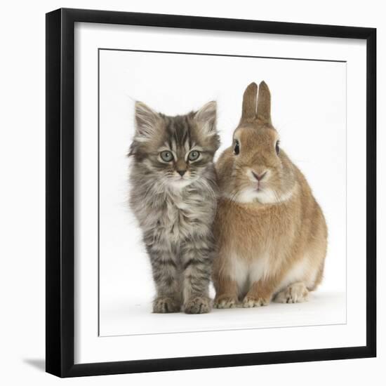 Tabby Kitten, 10 Weeks, with Sandy Netherland-Cross Rabbit-Mark Taylor-Framed Photographic Print