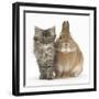 Tabby Kitten, 10 Weeks, with Sandy Netherland-Cross Rabbit-Mark Taylor-Framed Photographic Print