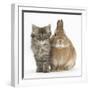 Tabby Kitten, 10 Weeks, with Sandy Netherland-Cross Rabbit-Mark Taylor-Framed Photographic Print