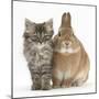 Tabby Kitten, 10 Weeks, with Sandy Netherland-Cross Rabbit-Mark Taylor-Mounted Photographic Print