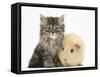 Tabby Kitten, 10 Weeks, with Yellow Guinea Pig-Mark Taylor-Framed Stretched Canvas