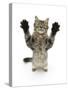 Tabby Kitten, 5 Months, Standing Up with Raised Paws-Mark Taylor-Stretched Canvas