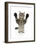 Tabby Kitten, 5 Months, Standing Up with Raised Paws-Mark Taylor-Framed Photographic Print
