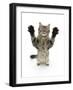 Tabby Kitten, 5 Months, Standing Up with Raised Paws-Mark Taylor-Framed Photographic Print