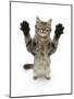 Tabby Kitten, 5 Months, Standing Up with Raised Paws-Mark Taylor-Mounted Photographic Print