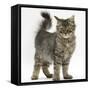 Tabby Kitten, 5 Months, Standing-Mark Taylor-Framed Stretched Canvas