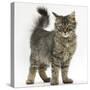 Tabby Kitten, 5 Months, Standing-Mark Taylor-Stretched Canvas