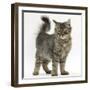 Tabby Kitten, 5 Months, Standing-Mark Taylor-Framed Photographic Print