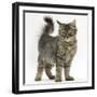 Tabby Kitten, 5 Months, Standing-Mark Taylor-Framed Photographic Print