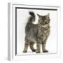 Tabby Kitten, 5 Months, Standing-Mark Taylor-Framed Photographic Print