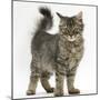 Tabby Kitten, 5 Months, Standing-Mark Taylor-Mounted Photographic Print