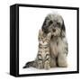 Tabby Kitten 8 Weeks, with Fluffy Black and Grey Daxie Doodle (Daschund Poodle Cross) Puppy-Mark Taylor-Framed Stretched Canvas